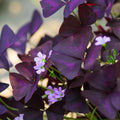 Purple Shamrock Oxalis Triangularis Plant in 4" Pot, Live Oxalis Indoor Houseplant - Easy Care Ornamental Foliage Plant