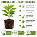 Guava Tree Live Plant 6-9” Tall, Tropical Guava Seedling for Garden and Container Growing (Pink Guava)