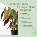 Trailing Begonia Plant Live, Rare Begonias Live Plant, 4-8 Inc Starter Indoor Outdoor Houseplant (Dot Angel Wing Begonia)