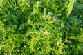 Yarrow Plants, Yellow Yarrow Plants Live, Live Yarrow Plants, 2.5 Inches Potted, Yarrow Live Plant for Growing