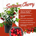 Cherry Plant Live 4-8 Inch, Edible, Sweet, High Yielding Fruit Tree, Container and Garden Planting, No Pot (Surinam Cherry)