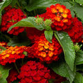 2 Red Lantana Plants Live Trees, Ready to Bloom, Hardy Long Blooming Seasons, Vibrant Colorful Perennial Fragrant, 5-10" in Tall, Full Sun Growing
