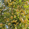 Live Gold Apple Tree Plant