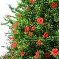 3 Hardy Hibiscus Plants Live, Hibiscus Flowers Plant, 4 to 7 Inc Tall Seedling, Hibiscus Live Plant, Easy to Plant, Well Rooted, Red
