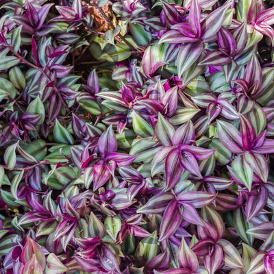 Wandering Jew Live Plant Indoor, Silver Purple Wandering Jew Plant, Live Vine Plant Indoor for Planting, 2.5 Inch Pot