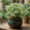Polka Dot Live Plant, Polka Dot Plant, Small Indoor Plants, 2.5 Inches Pot for Indoor or Outdoor Houseplant (White)