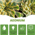 Easy Care Aeonium Plant Live 4” Pot, Rare Succulents Plants Live, Well Rooted, Easy Care House Plants (Pink Variegated)