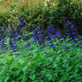Blue Sage Live Plant, Violet Blue Color Salvia Sage Herb for Grow Indoors Outdoor in 3 Inch Pot