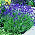 4 Lavender Plants Live Starter Plants Plugs 1-3" in Tall, Hardy Perennial Lavender for Garden and Landscape with Fragrant Purple Blooms, No Pot (Provence)