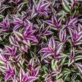 Wandering Jew Plant Live, Purple Tradescantia Zebrina in 2-Inch Pot, Colorful Trailing Indoor Houseplant, Tradescantia Vine