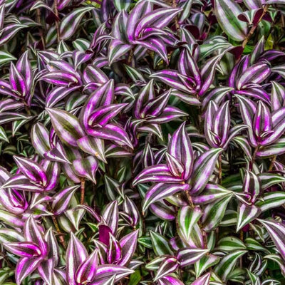 Wandering Jew Plant Live, Purple Tradescantia Zebrina in 2-Inch Pot, Colorful Trailing Indoor Houseplant, Tradescantia Vine