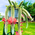 Monkey Tail Cactus Live Plant, Trailing Succulent Cactus Bareroot, 3-6” Tall Rooted, Monkey Tail Cactus for Indoor Outdoor Growing
