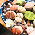 20 Lithops Live Plants, Multicolor Lithops Succulents Plants Live for Planting