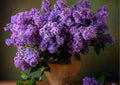Purple Lilac Bushes Ready to Plant, Lilac Syringa Trees Live Plants, Fragrant Shrub for Planting, 9 Months Old Tree