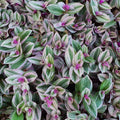 Tradescantia Plant, Nanouk Wandering Jew Plant Live in 2.5 Inches Pot, Live House Plant