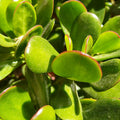 Jade Plant, Crassula Jade Plant, Crassula Succulents Plants Live for Indoor or Outdoor Houseplant, 4 Inch Pot