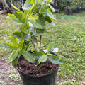 1-2 Ft Yellow Rhododendron Plants Live, Azalea Rhododendron Bush Shrubs in 1 Gallon Pot for Planting, Azalea Bush Ready Plant, Live Rhododendron Plant Azalea