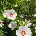Set 3 Rose of Sharon Plant 2 Inches