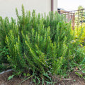 06 Rosemary Plants Live for Indoors, Fragrant Herbs Live Plant Indoor Outdoor Spring Planting, 4-8" in Tall, No Pot, (Fast-Growing Rosemary)