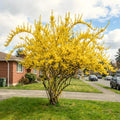 Lynwood Forsythia Live Plant, Well Rooted from 8-12 Inches Height, Vibrant Shrub for Outdoor Landscaping