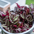 5 Wandering Jew Plants Live Houseplants Cuttings, Purple Wandering Jew Cuttings, Tradescantia Zebrina Live Plant Cuttings Not Plant, No Root