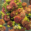Pink Brown Eustoma Lisianthus Plants Live, Eustoma Lisianthus Live Plug, 3-5 Inches Tall, Rose Plant for Summer Fall Bloom