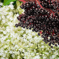 Elderberry Bush Live Plant Tree, 6-12 Inches in Tall Elderberry Shrub Cold Hardy, Sweet American Elderberries Well-Rooted