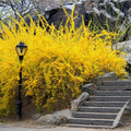 2 Lynwood Gold Forsythia Plant Live, in 4" Pot, Golden Bells Yellow Forsythia Shrub to Grow, 6-12" Tall
