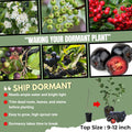 Red Chokeberry Plant Live, 9 Months Old Aronia Plants Shrub Bush, 6 to 12 Inc Plant