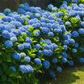 Blue to Pink Hydrangea Bush Plant Tree Live Shrub in Pot, Starter Plant 4 to 9 Inches, Hydrangea Tree, Dormant, Change Color Blooms