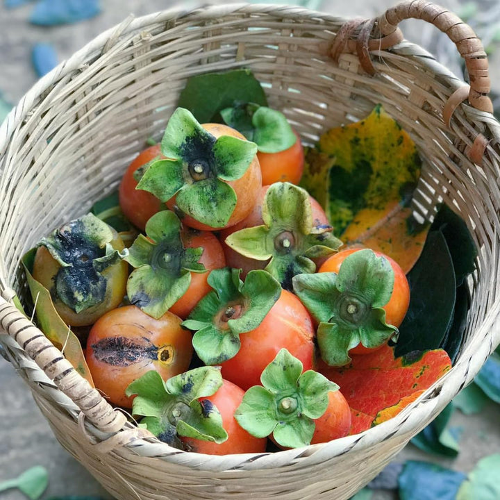 2 High Yield Persimmon Trees Live Fruit Plants, Dormant, 6-12" Cold Hardy for Outdoor Planting, No Leaf, Sweet American Persimmon Tree