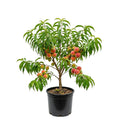 Peach Live Plant, Grafted Peach Plant 1 Feet Tall, Fruit Tree Well-Rooted for Planting (Yellow Red)