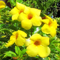 Yellow Mandevilla Live Plant, Climbing Mandevilla Plant, 5 to 7 Inches Tall Starter Plants, Well Rooted for Planting Outdoor Garden