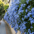 Set 3 Evolvulus Blue Daze Plant Live, Blooming Perennial Evolvulus Plants, 4-6 Inches Tall, Ready for Outdoor Growing
