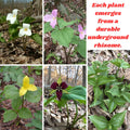 10 Mix Trillium Bulbs, Perennial Flower Bulbs for Garden, Large Bulbs, Trillium Flower Bulbs, Trillium Roots for Planting