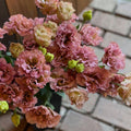 Lisianthus Live Plant, 3-5 Inches Tall, Eustoma Lisianthus Flowers Plant, Flowering Seedlings for Garden and Patio, No Pot
