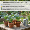 Kale Plant for Planting, Live Kale Plant in 4'’ Pot, Hardy Vegetable Seedling, 4-6 Inch Tall, Well-Rooted