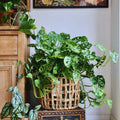 2 Monstera Plants Live Indoors, Swiss Cheese Plants Live for Gardening, Between 5 Inc and 7 Inc in Height, Live Monstera Plant
