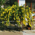Climbing Roses Live Plant, Climbing Rose Plant Live, 5 to 7'' Tall, Fragrant Flower Bush Plants for Gardening (Yellow)