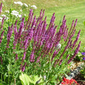 Pink Rose Sage Live Plant, Salvia Plant Live Herb for Grow Indoors Outdoor in 3 Inch Pot
