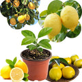 Yellow Lemon Tree Live Plant, 3-5 Inches Tall for Planting
