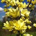 Magnolia Tree Live Plant for Planting, Magnolia Flowers Bush 6 to 12 Inches Height, in Pot, Fragrant Magnolia Shrub (Yellow Bird Magnolia)