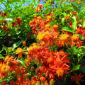 04 Mexican Flame Vine Live Plants for Spring Planting, 4-6" in Tall, No Pot, Fast-Growing and Blooming, Orange Flower