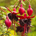Pack 2 Fuchsia Plants Live, Vibrant Fuchsias Hanging Flowering Plant 3-5 Inches, Gardens, Patios, and Indoor Growing (Black Flowers)
