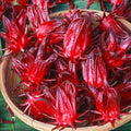 Hibiscus Sabdariffa Plant Live, Red Roselle Hibiscus Plant Live, Jamaican Sorrel Hibiscus Flowers, 4-8 Inch Tall, in 4" Pot