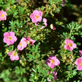 Pink Potentilla Plant Live Pink Flower Shrubby Cinquefoil Plant in 4 Inches Pot