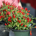 Chiltepin Tepin Bird Pepper Plant Live in 2.5 Inch Pot for Planting Outdoor