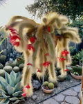 Monkey Tail Cactus Plant, Trailing Cactus Succulent Well Rooted 6-8 Inch Tall, Ornamental Houseplant for Hanging Basket