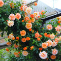 Pinky Apricot Orange Honey Rose Bush Plant Live Shrub, Climbing Rose Fragrant Rose Bushes Plant Live, Roses for Planting, Starter Size, 4 to 10 Inc Tall
