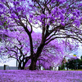 Purple Blue Jacaranda Tree, 6-9" Tall Jacaranda Seedling, Ornamental Tree for Garden and Yard